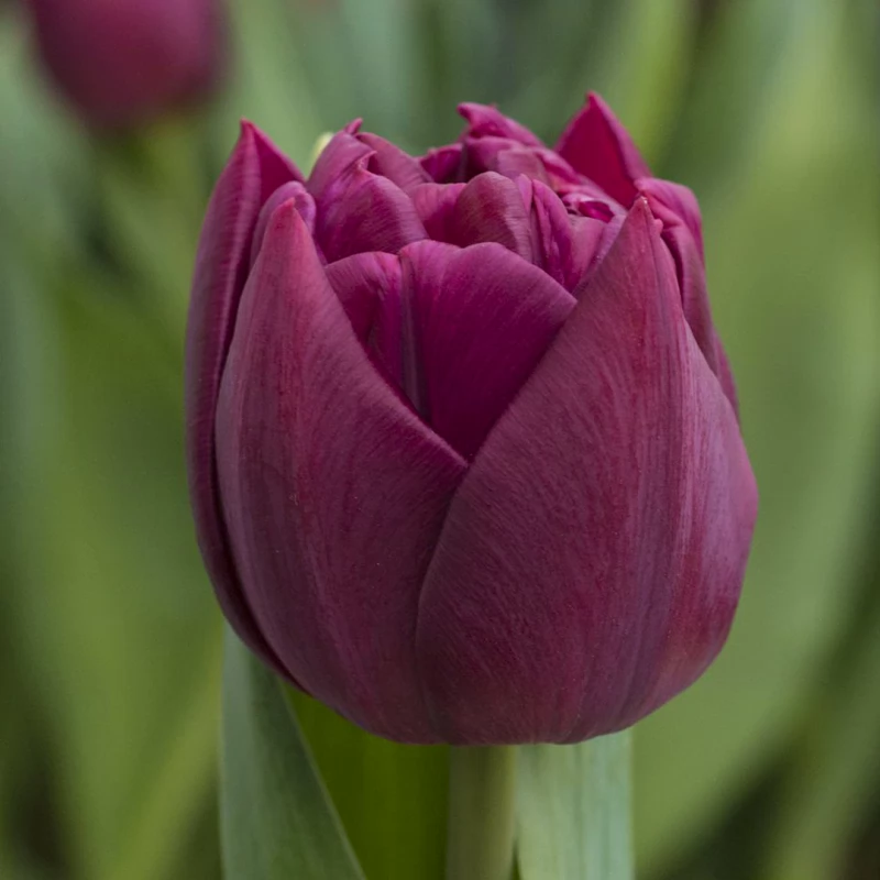 Gomera тюльпан фото Тюльпан Элисон Брэдли - купить луковицы в Минске с доставкой. Каталог тюльпаны п