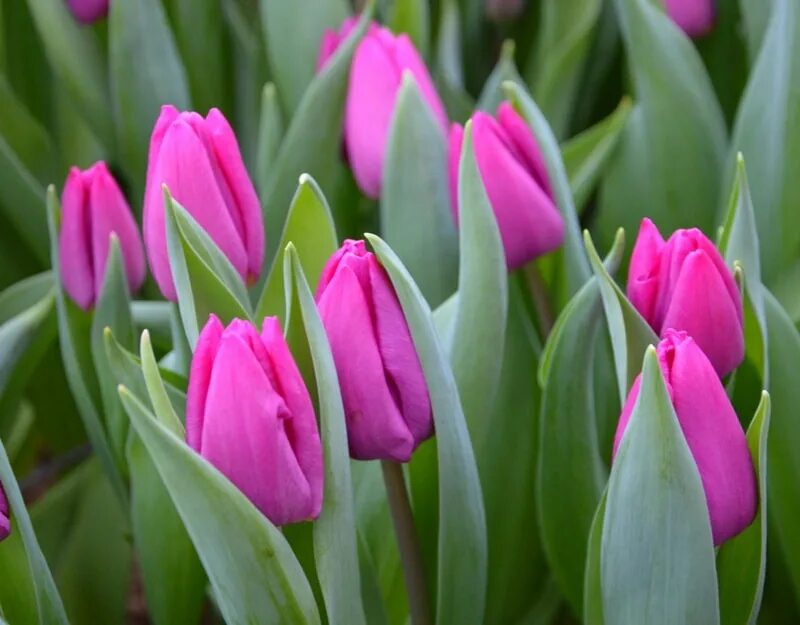 Gomera тюльпан фото Тюльпан пурпл принц фото - ViktoriaFoto.ru