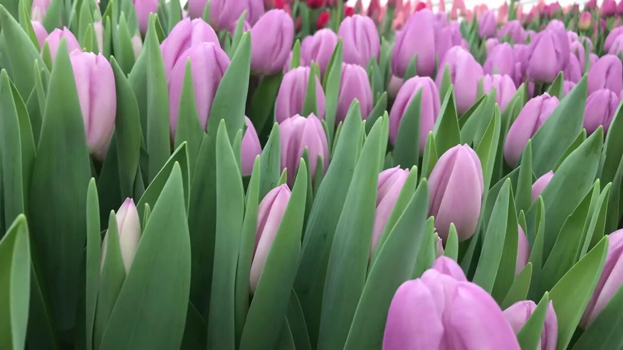 Gomera тюльпан фото Выгонка тюльпанов. Сорт Paradero (Парадеро) - YouTube