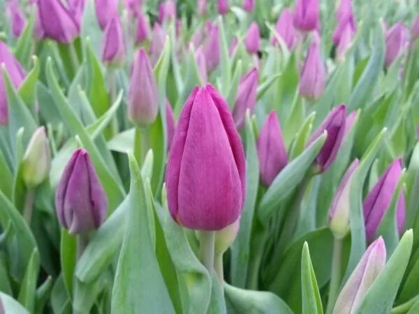 Gomera тюльпан фото Тюльпан Laptop