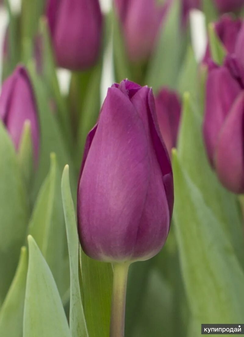 Gomera тюльпан фото Тюльпаны к 8 марта оптом в Симферополе