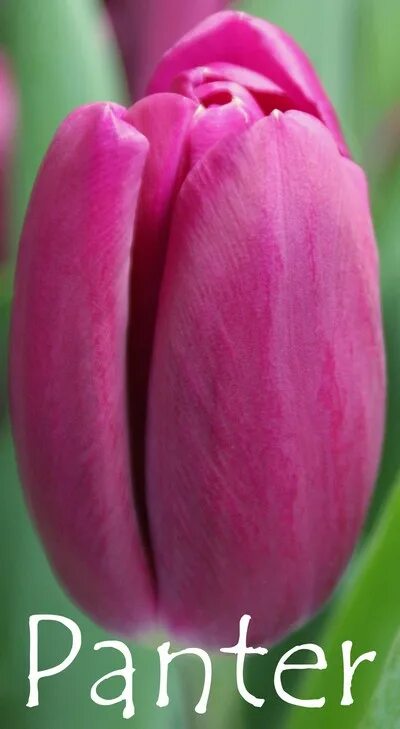 Gomera тюльпан фото TULIPA