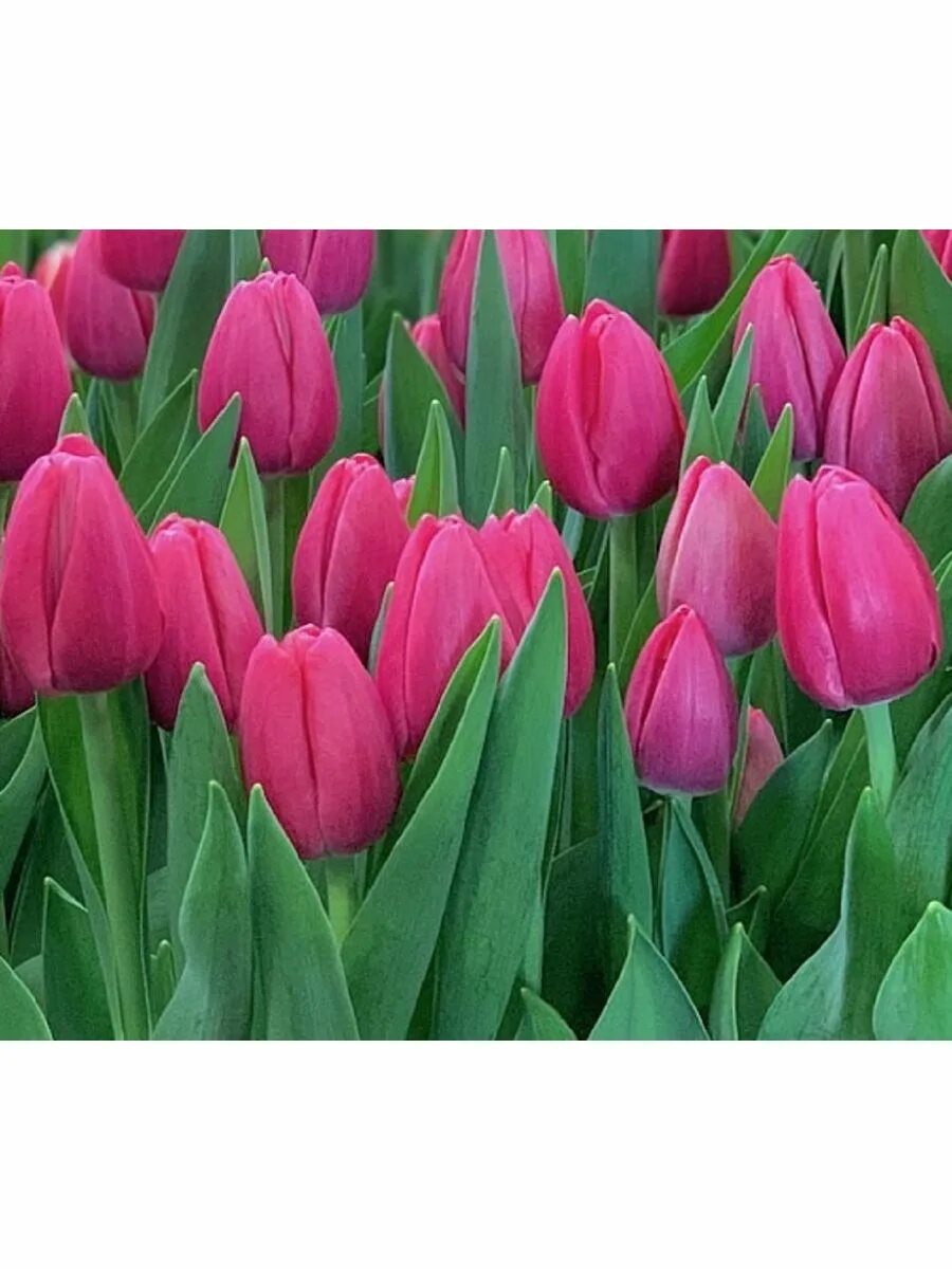 Gomera тюльпан фото Тюльпан Луковица, Иванка, 5шт крупные, разбор 12/14 Eywa 189640949 купить в инте