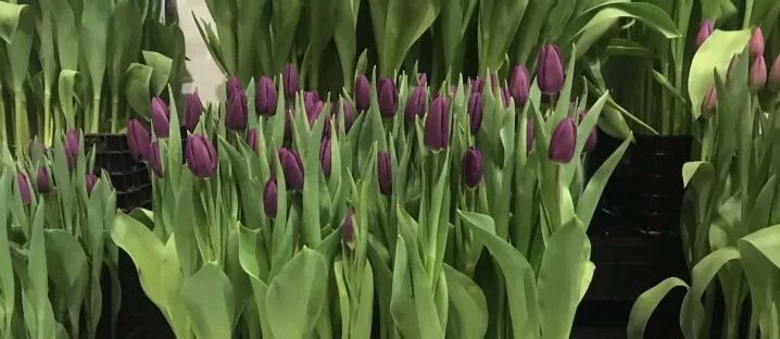 Gomera тюльпан фото Сорта тюльпанов: фото и названия