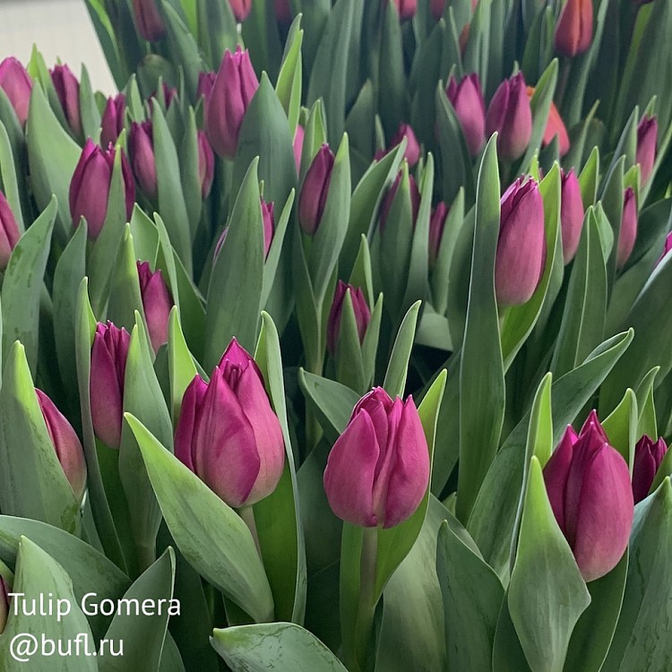 Gomera тюльпан фото Tulip Gomera авторское фото BUFL.RU