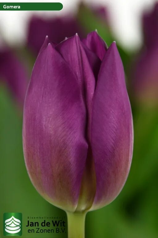 Gomera тюльпан фото Gomera ® Тюльпан Jan de Wit en Zonen B.V.