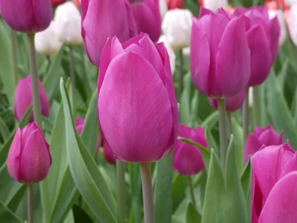 Gomera тюльпан фото Ботанический сад: записи сообщества ВКонтакте