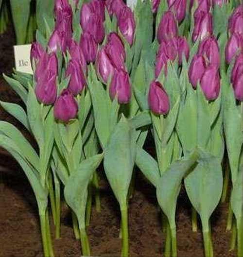 Gomera тюльпан фото Тюльпаны к 8 марта/Корпоративные заказы Festima.Ru - Мониторинг объявлений