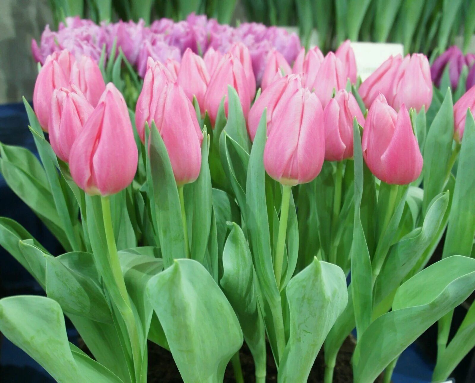 Gomera тюльпан фото Тюльпан Габриэлла (Gabriella) Триумф луковицы 5 шт - купить в интернет-магазине 