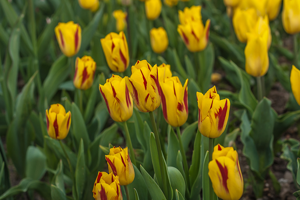 Gomera тюльпан фото Парад тюльпанов Никитского сада: igorsamusenko - ЖЖ