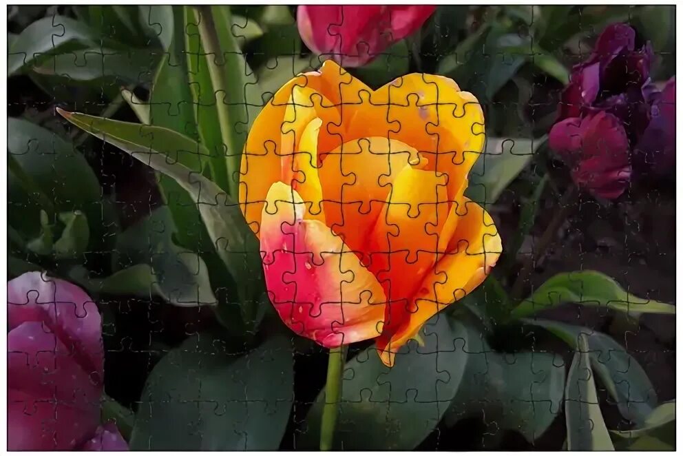 Gomera тюльпан фото Магнитный пазл 27x18см."Тюльпан, природа, зеленый" на холодильник - купить по вы