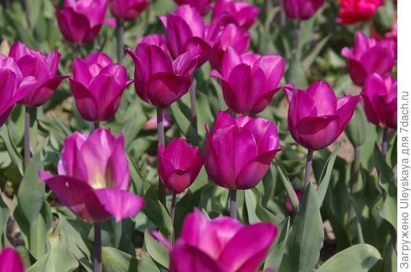 Gomera тюльпан фото Тюльпаны Триумф на параде тюльпанов-2019 в Крыму. Фото