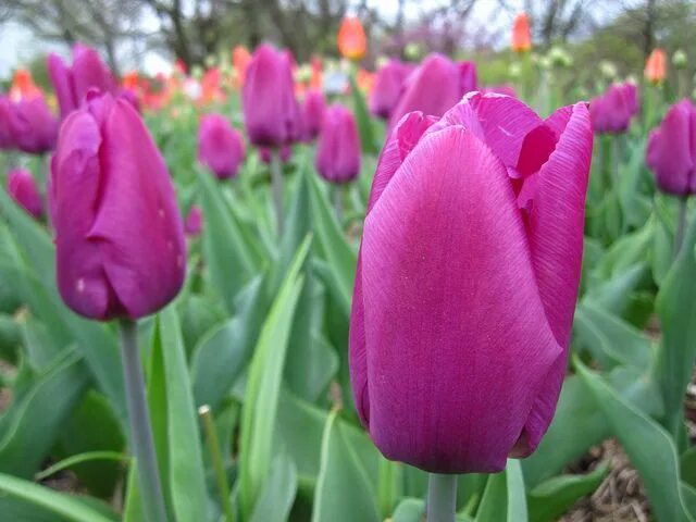 Gomera тюльпан фото Purple Prince Triumph Tulip Tulips, Flower garden, Purple