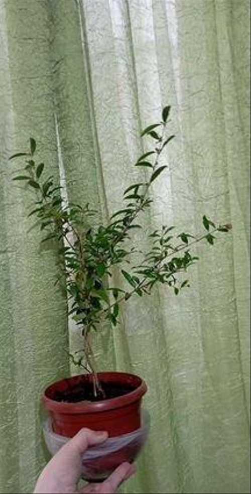 Granat ставропольский край 07к 025 фото Гранат комнатный Festima.Ru - частные объявления