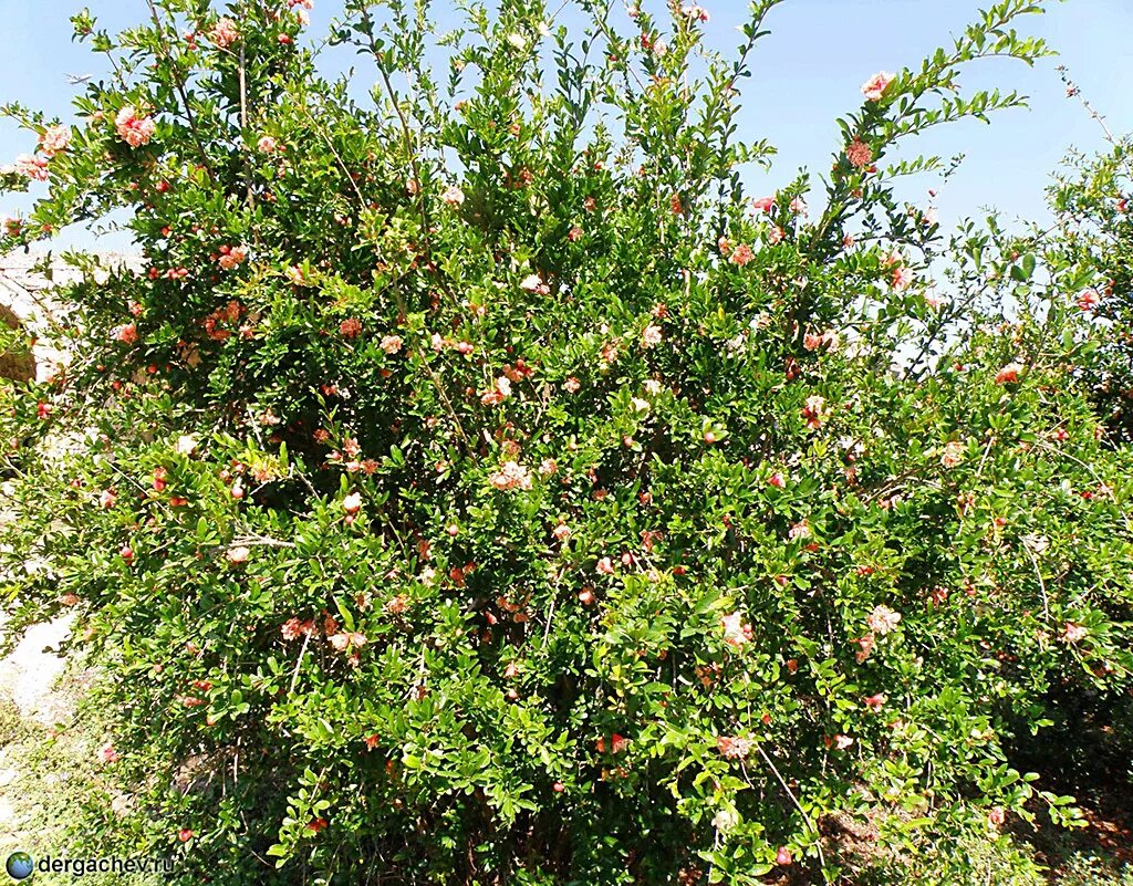 Granat ставропольский край 07к 025 фото Анталья. Природа :: Ландшафты жизни :: Институт геополитики профессора Дергачева