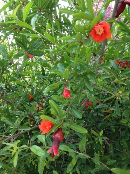 Granat ставропольский край 07к 025 фото Гранат в Кисловодске: моменты цветения Мир вокруг нас Фотогалерея природы на dia