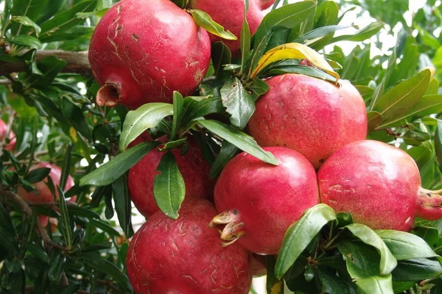 Granat ставропольский край 07к 025 фото Гранат Ачик в наличии низкая цена - саженцы, описание, отзывы, фото, посадка кру