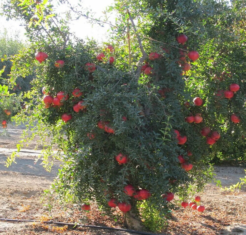 Granat ставропольский край 07к 025 фото Саженцы граната никитский ранний купить в Москве по цене от 1600 рублей