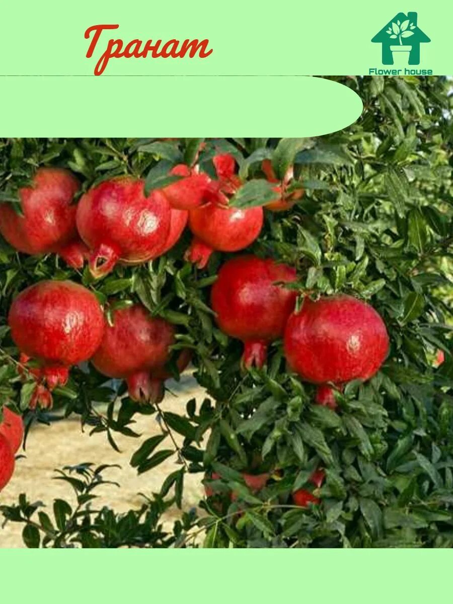 Granat ставропольский край 07к 025 фото Гранат (саженец) 22 Flower House 184572553 купить в интернет-магазине Wildberrie