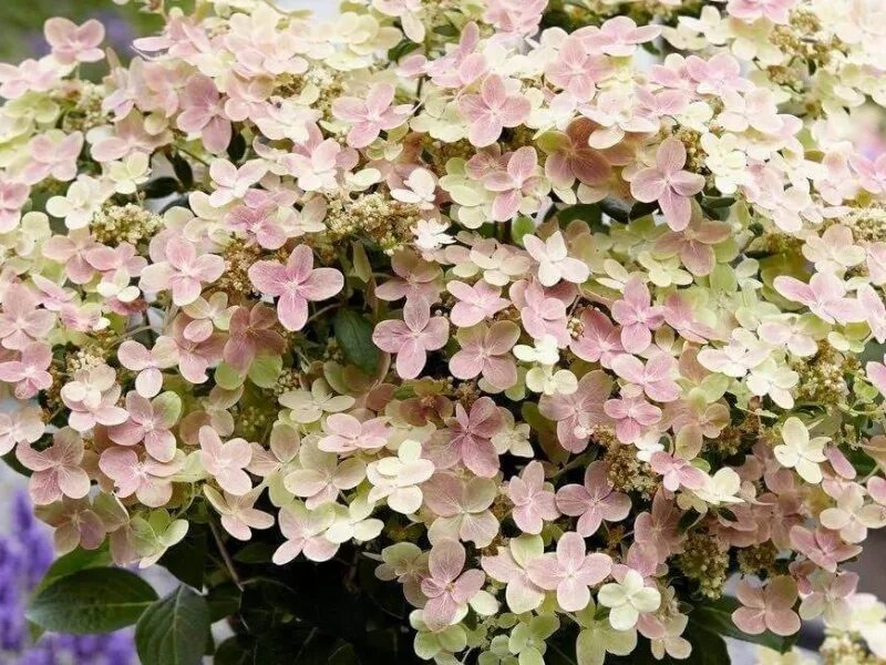 Great star гортензия метельчатая описание фото Гортензия Полестар (Polestar) - саженцы гортензий купить в Москве, доставка почт