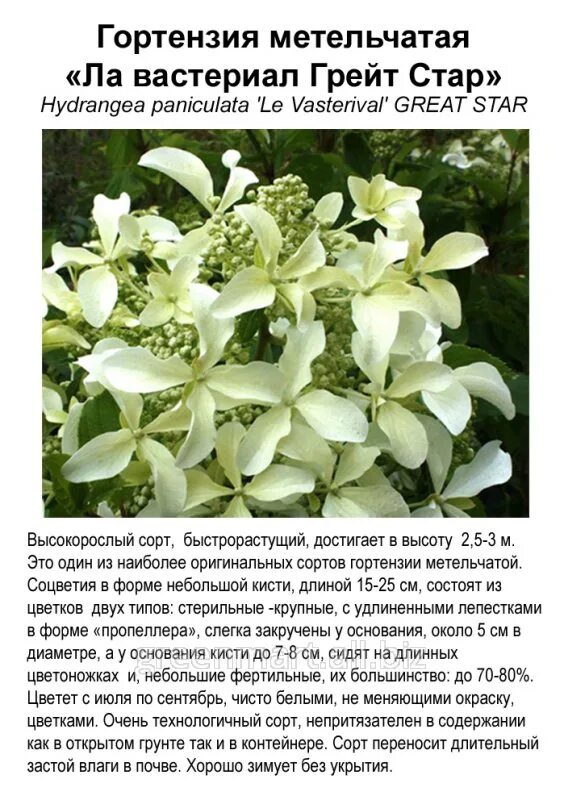 Great star гортензия метельчатая описание фото Описание стар