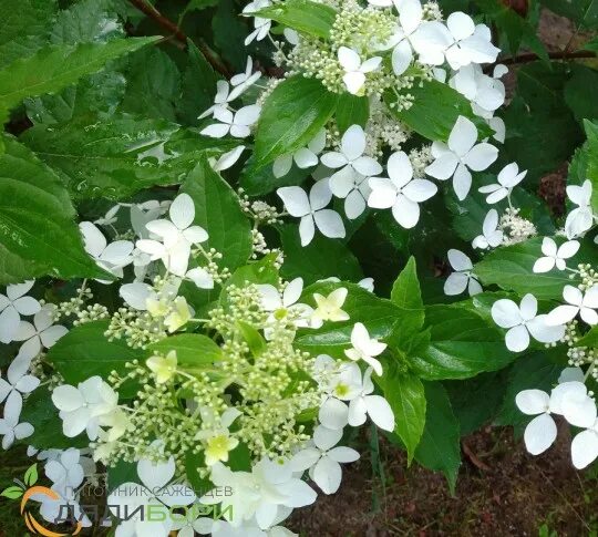 Great star гортензия метельчатая описание фото Саженцы гортензии метельчатой Стар Роуз (Star Rose) купить в Москве и Подмосковь
