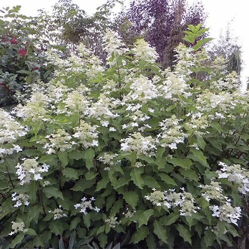 Great star гортензия метельчатая описание фото Гортензия метельчатая "Magical Starlight" (Мэджикал Старлайт) купить в ТК Балтия