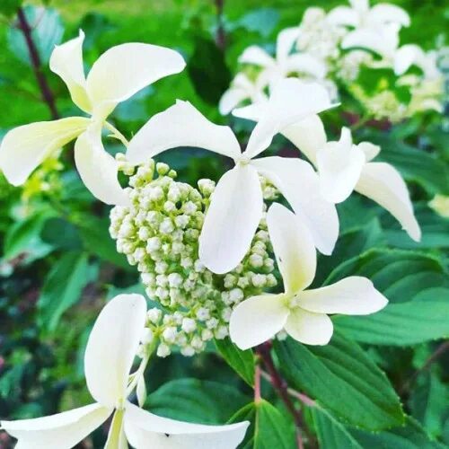 Great star гортензия метельчатая описание фото Гортензия метельчатая Great Star (Грейт Стар): купить саженец в Москве - цена 70