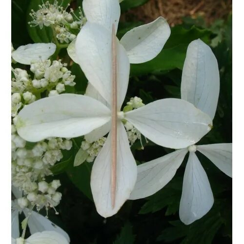 Great star гортензия метельчатая описание фото Гортензия метельчатая Грейт Стар купить в Саратове цена