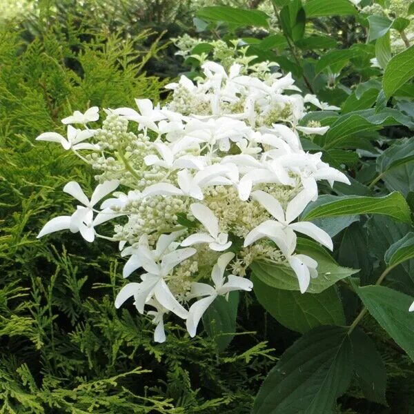 Great star гортензия метельчатая описание фото Гортензия Метельчатая Грэйт Стар (Hydrangea paniculata) - набор из 2 штук Сажене