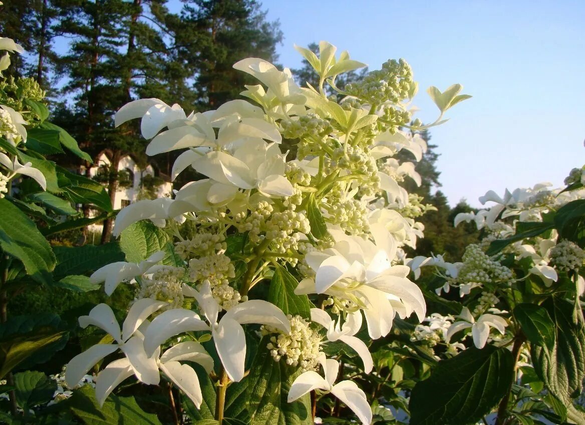 Great star гортензия метельчатая описание фото Гортензия Грейт Стар Метельчатая