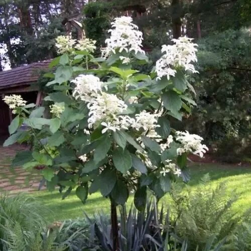 Great star гортензия метельчатая описание фото Гортензия метельчатая Грейт Стар штамб - купить в садовом центре Gardenstreet