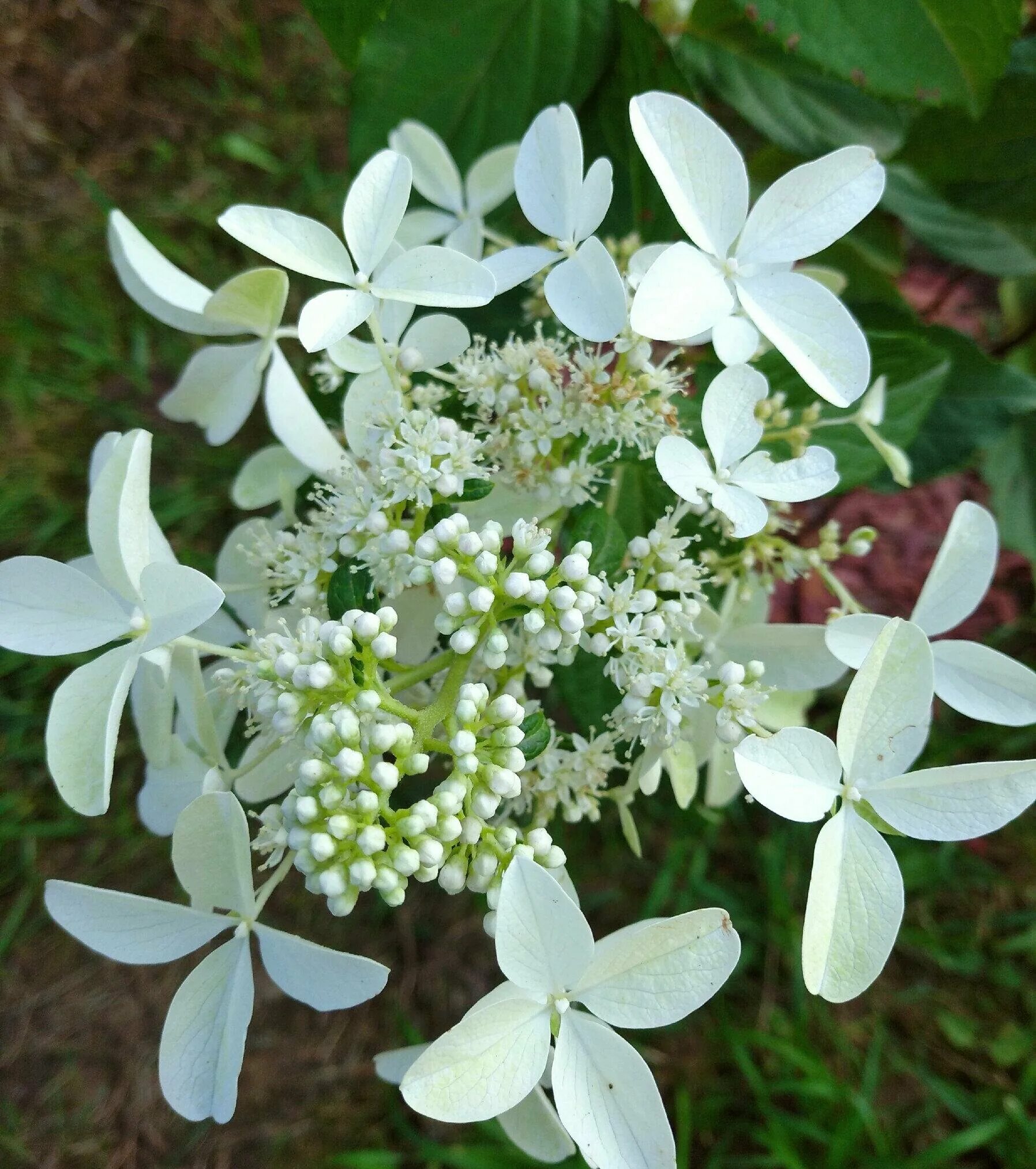 Great star гортензия метельчатая описание фото Гортензия метельчатая Стар Роуз (60-80см/C5-C8/ЗКС) - купить по выгодной цене на