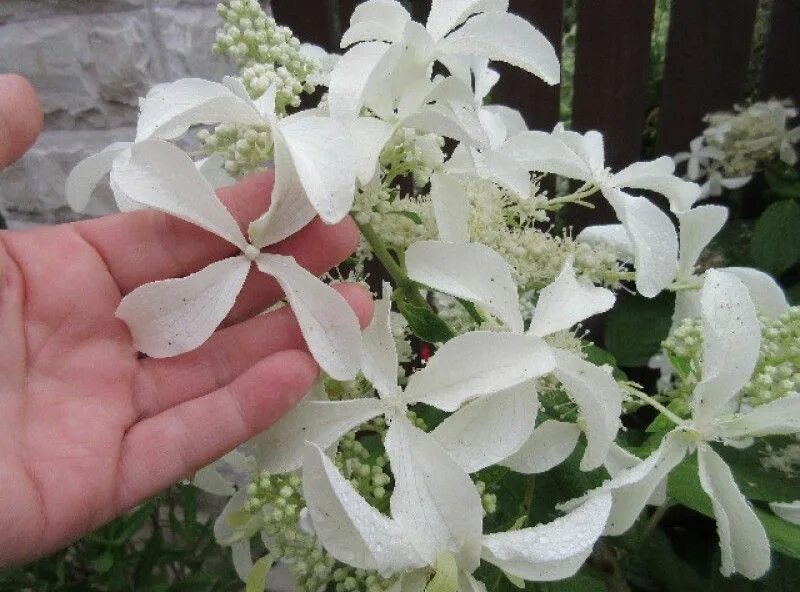 Great star гортензия метельчатая описание фото Клубни Гортензия ValeriGarden купить по выгодной цене в интернет-магазине OZON (