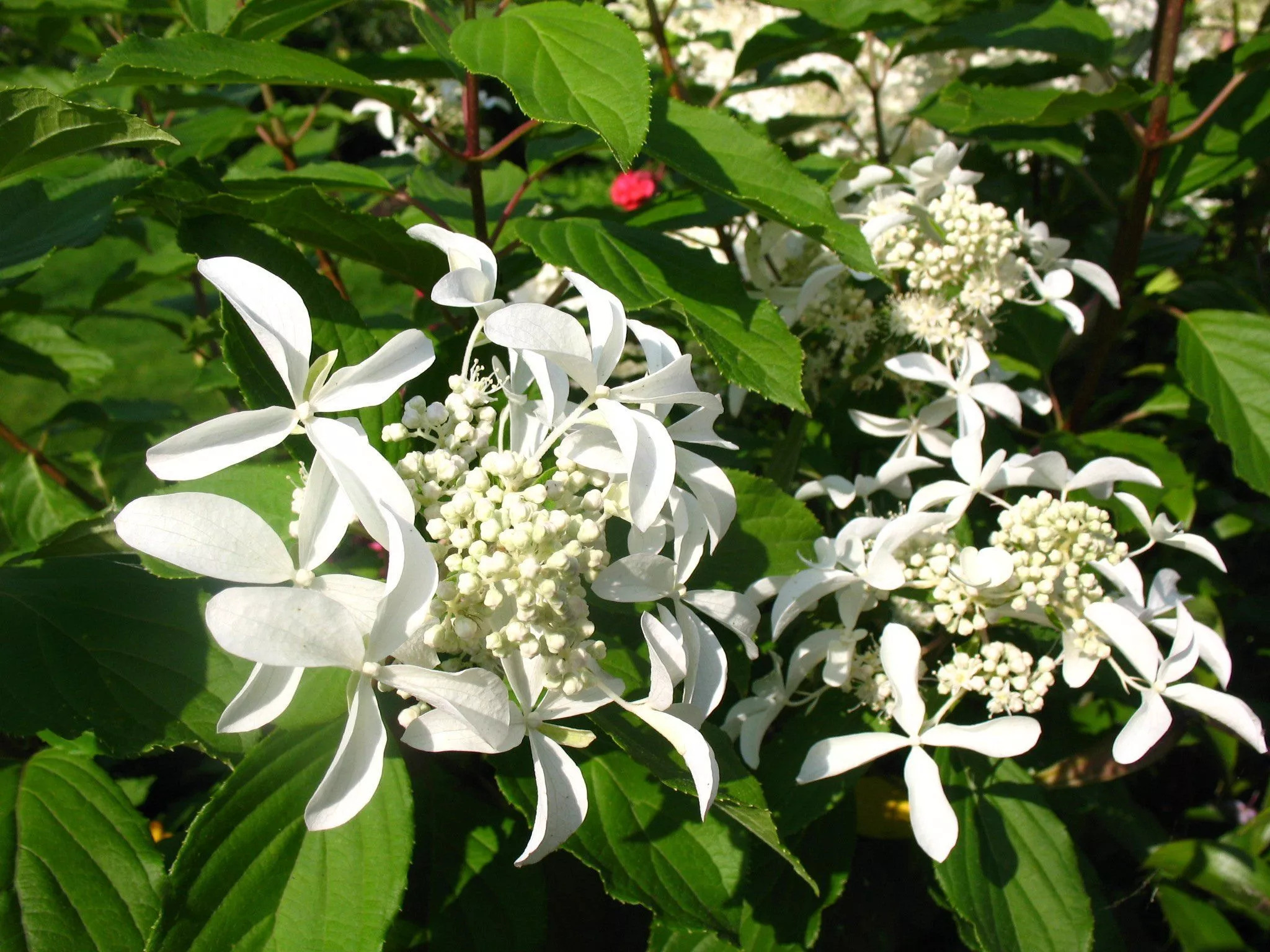 Great star гортензия метельчатая описание фото Гортензия метельчатая "Star Rose" (Стар Роуз): купить саженцы в Москве - Ромашки