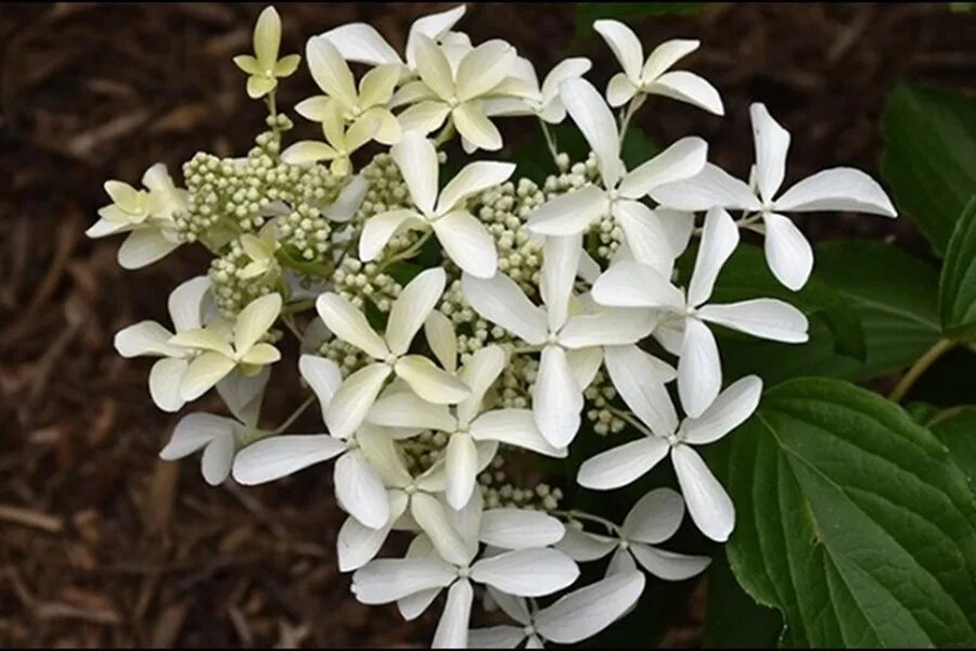 Great star гортензия метельчатая описание фото Саженец Гортензия метельчатая Грейт Стар