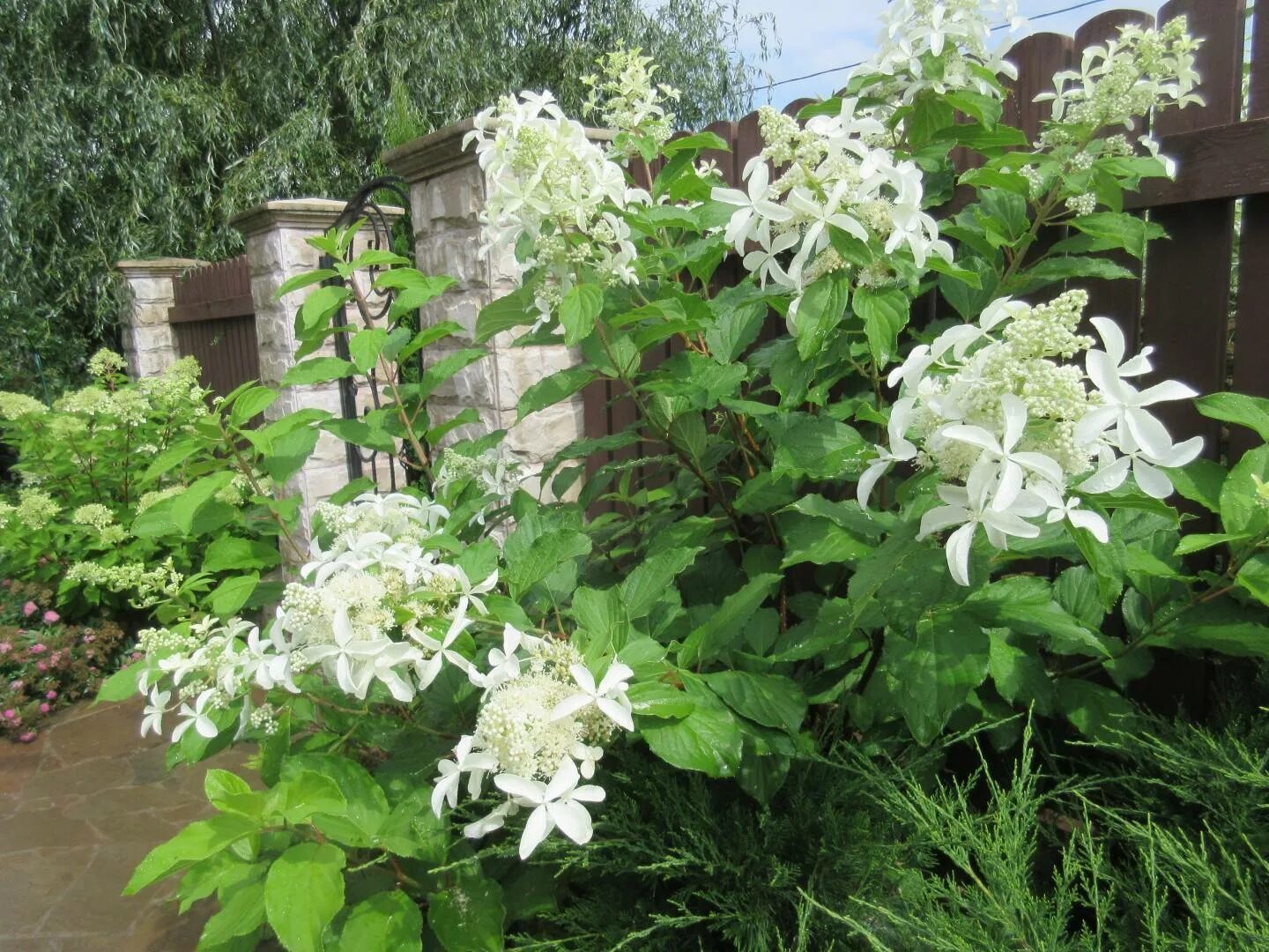 Great star гортензия метельчатая описание фото Гортензия стар роуз AnikStroy.ru