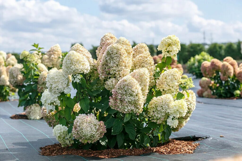 Great star гортензия метельчатая описание фото Фото 971647566891 из альбома Инна Цветочный Мир. Смотрите в группе Дача с драйво