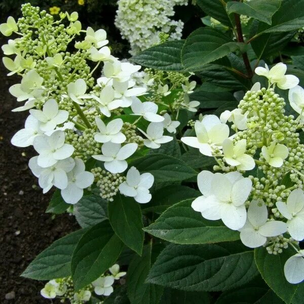 Great star гортензия метельчатая описание фото Гортензия метельчатая 'Матильда' - купить саженцы в Тюмени в садовом центре "Аст