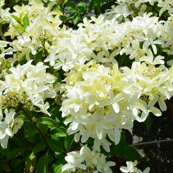 Great star гортензия метельчатая описание фото Гортензия метельчатая Стар Роуз (С3) купить в интернет-магазине Доминго