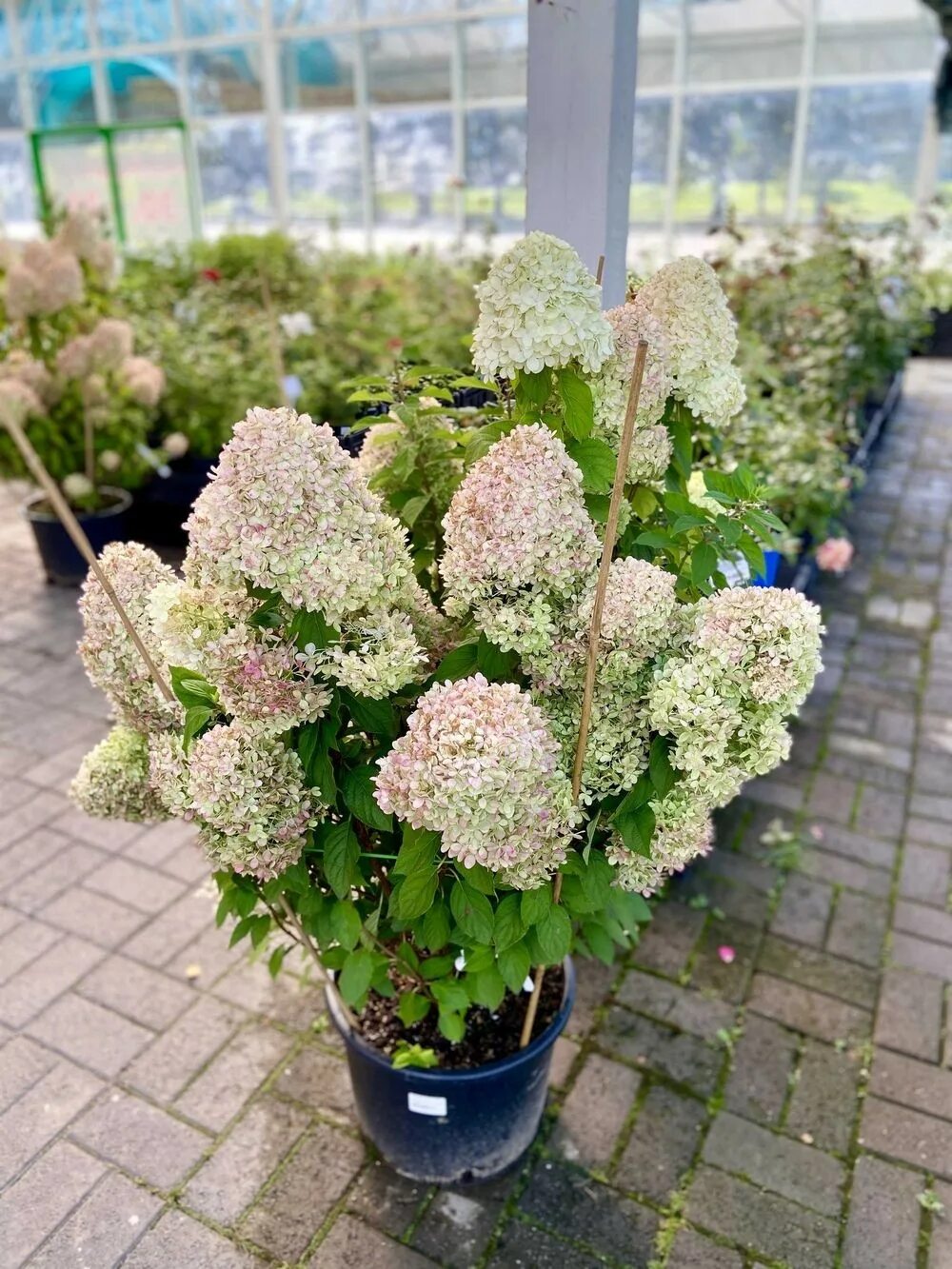 Great star гортензия метельчатая описание фото Зимостойкие гортензии уже в продаже! На пике популярности - эффектная и яркая ме