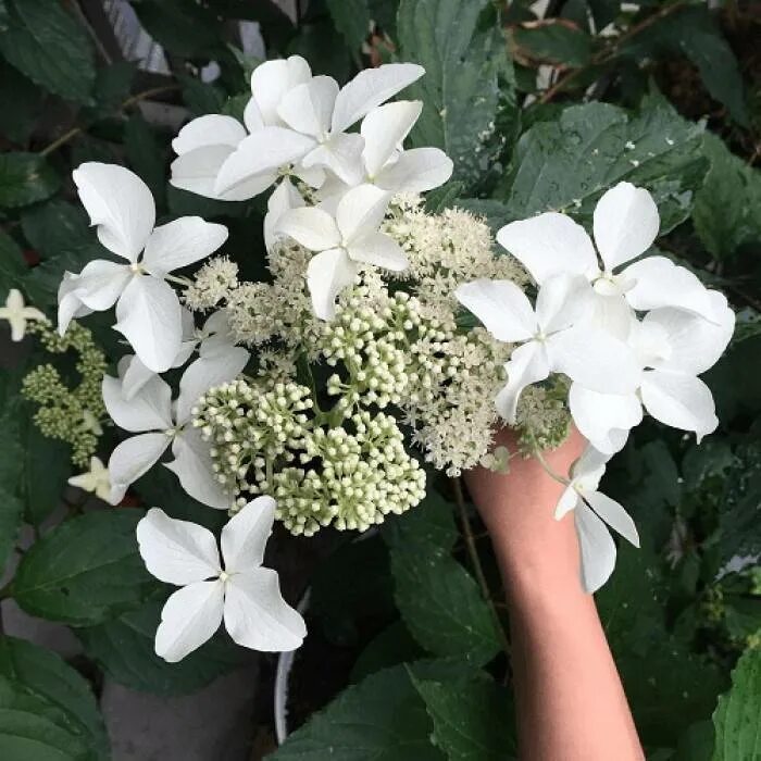 Great star гортензия метельчатая описание фото Гортензия метельчатая Меджикал Старлайт С10 Россия - Хомяк