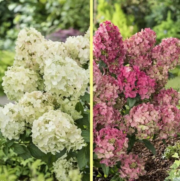 Great star гортензия метельчатая описание фото Саженцы Гортензия метельчатая Петит Стар купить в Москве и РФ. Описание сорта. П