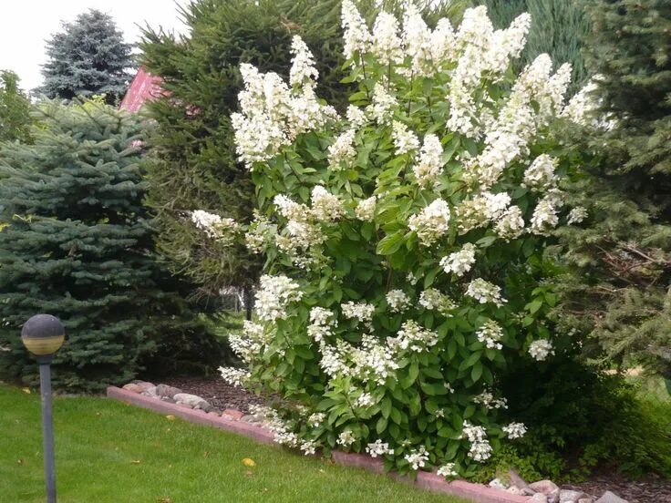Great star гортензия метельчатая описание фото Гортензия метельчатая Hydrangea paniculata 'Early Sensation' ('Bulk', 'Quickfire