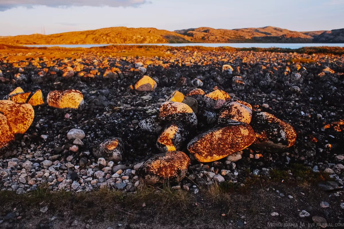 Grebeshki комсомольская ул 26 село териберка фото Гребешки териберка фото YugNash.ru