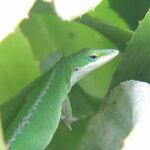 Green lizard ул ленина 5 энгельс фото Green lizard