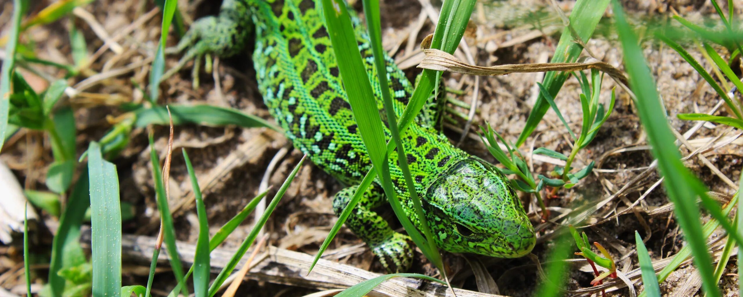Green lizard ул ленина 5 фото Скачать обои Трава, ящерица, зеленая, весна., раздел животные в разрешении 2560x