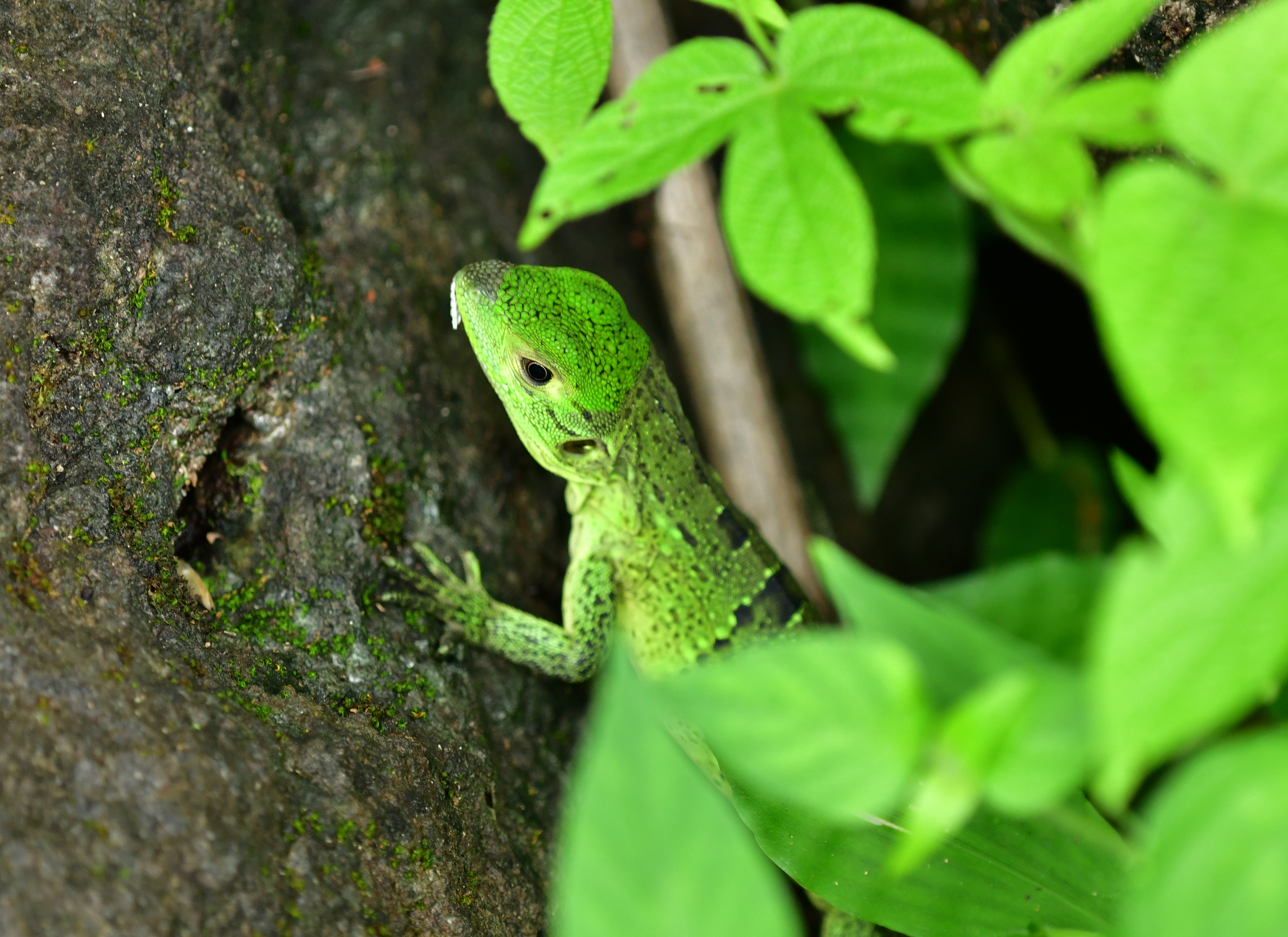 Green lizard ул ленина 5 фото File:27782- Green lizard in green leaves.jpg - Wikimedia Commons