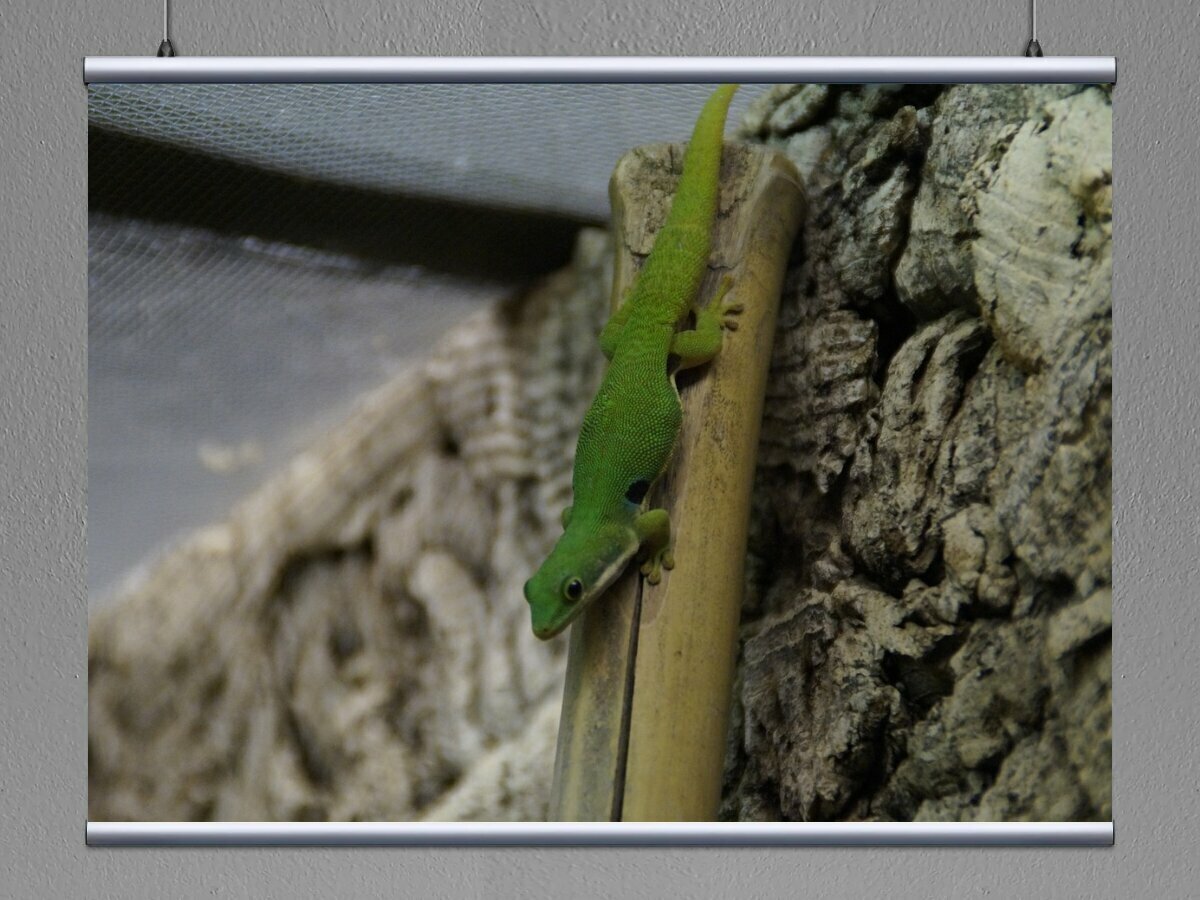 Green lizard ул ленина 5 фото Картина на холсте "Геккон, зеленый, ящерица" 120x90 см. с алюминиевым подвесом, 