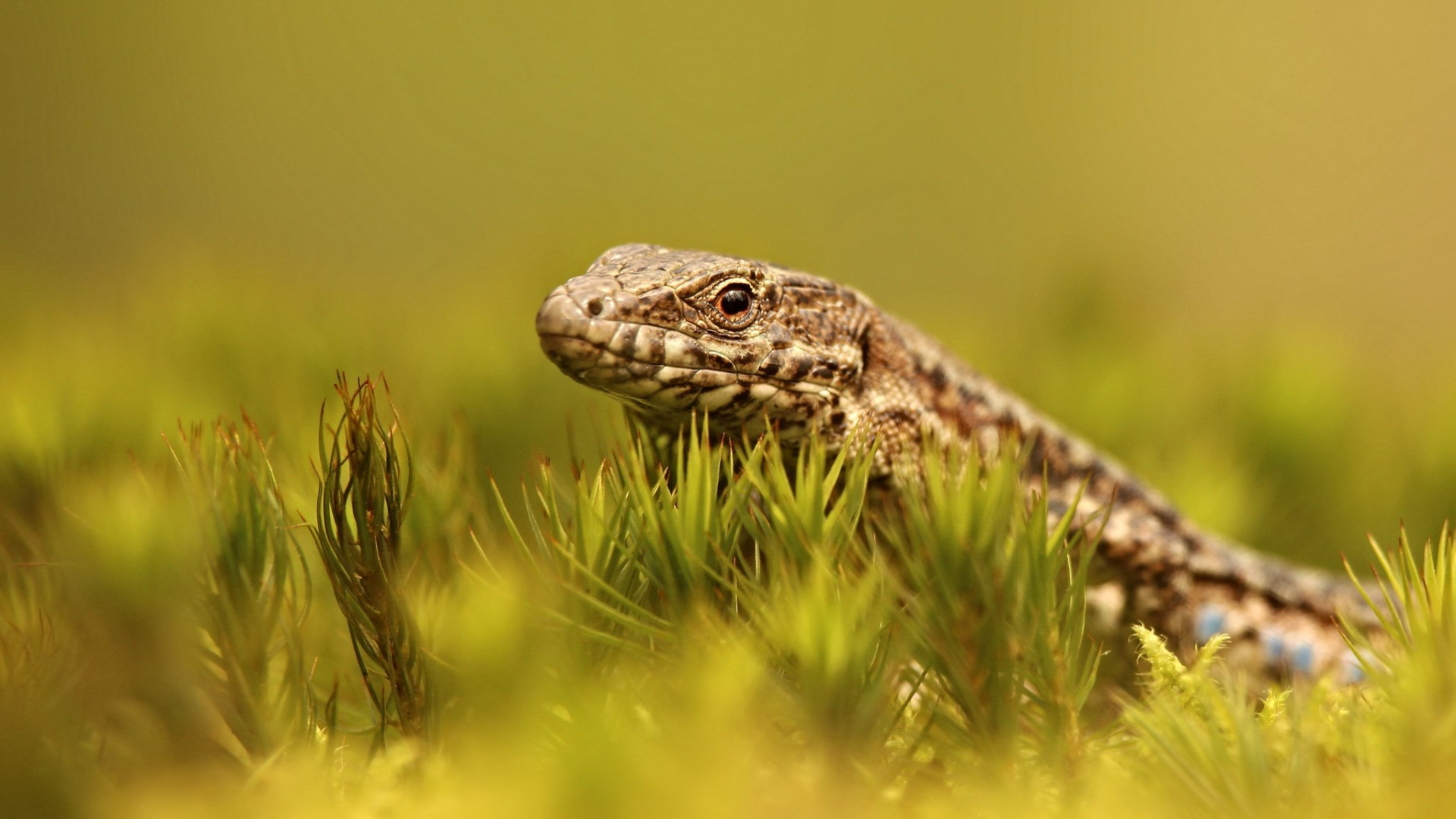 Green lizard ул ленина 5 фото Скачать обои взгляд, растения, ящерица, зеленый фон, раздел животные в разрешени